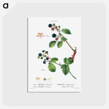 アートポストカード-Blackberry (Rubus fruticosus) 2. Dewberry (Rubus caesius) - ピエール ジョゼフ ルドゥーテ Postcard.