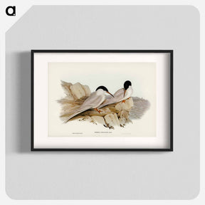 アートポスター-Graceful Tern
 - オーストラリアの鳥 Poster.