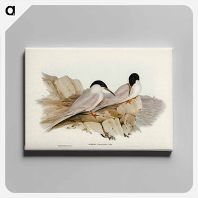 アートパネル-Graceful Tern
 - オーストラリアの鳥 Canvas.