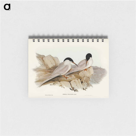 アートメモ帳-Graceful Tern
 - オーストラリアの鳥 Memo.
