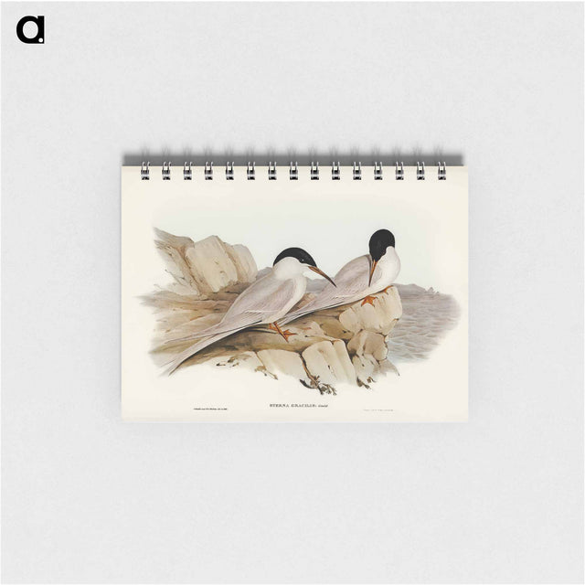 アートメモ帳-Graceful Tern
 - オーストラリアの鳥 Memo.