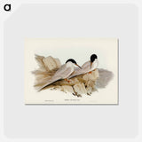 アートポストカード-Graceful Tern
 - オーストラリアの鳥 Postcard.