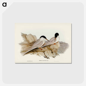 アートポストカード-Graceful Tern
 - オーストラリアの鳥 Postcard.