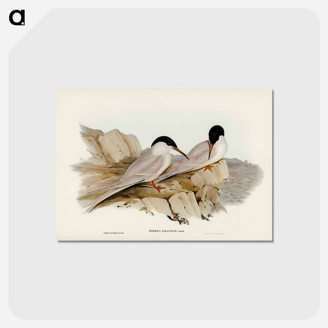 アートポストカード-Graceful Tern
 - オーストラリアの鳥 Postcard.