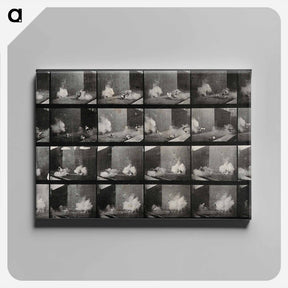 アートパネル-Cocks Fighting
 - エドワード マイブリッジ Canvas.