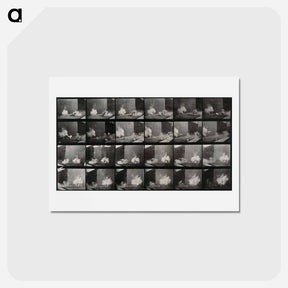 アートポストカード-Cocks Fighting
 - エドワード マイブリッジ Postcard.