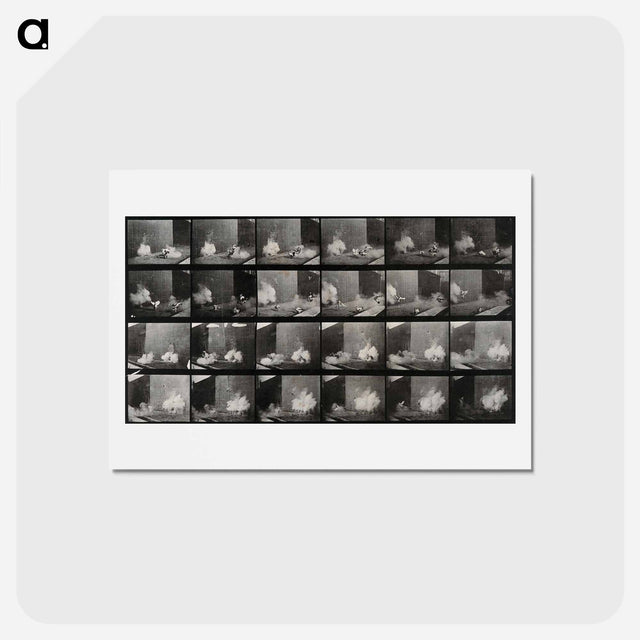 アートポストカード-Cocks Fighting
 - エドワード マイブリッジ Postcard.