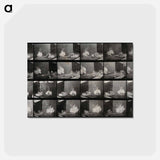 アートポストカード-Cocks Fighting
 - エドワード マイブリッジ Postcard.