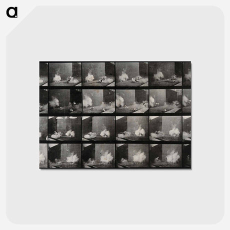アートポストカード-Cocks Fighting
 - エドワード マイブリッジ Postcard.