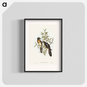 Brush Cuckoo
 - ジョン グールド Poster.