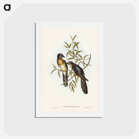 アートポストカード-Brush Cuckoo
 - ジョン グールド Postcard.