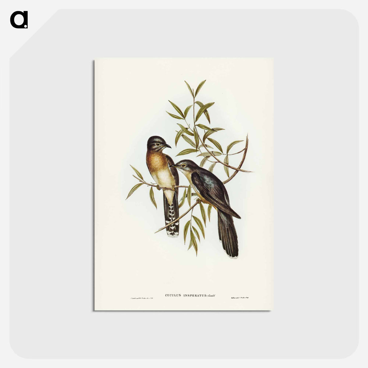 アートポストカード-Brush Cuckoo
 - ジョン グールド Postcard.