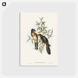 アートポストカード-Brush Cuckoo
 - ジョン グールド Postcard.