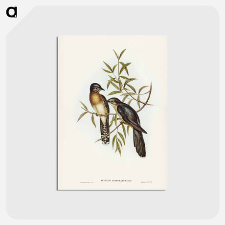 アートポストカード-Brush Cuckoo
 - ジョン グールド Postcard.
