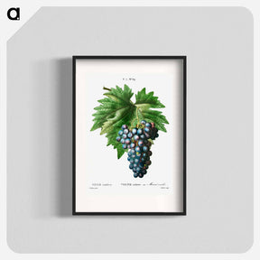 アートポスター-Vitis vinifera (Muscat violet) - ピエール ジョゼフ ルドゥーテ Poster.