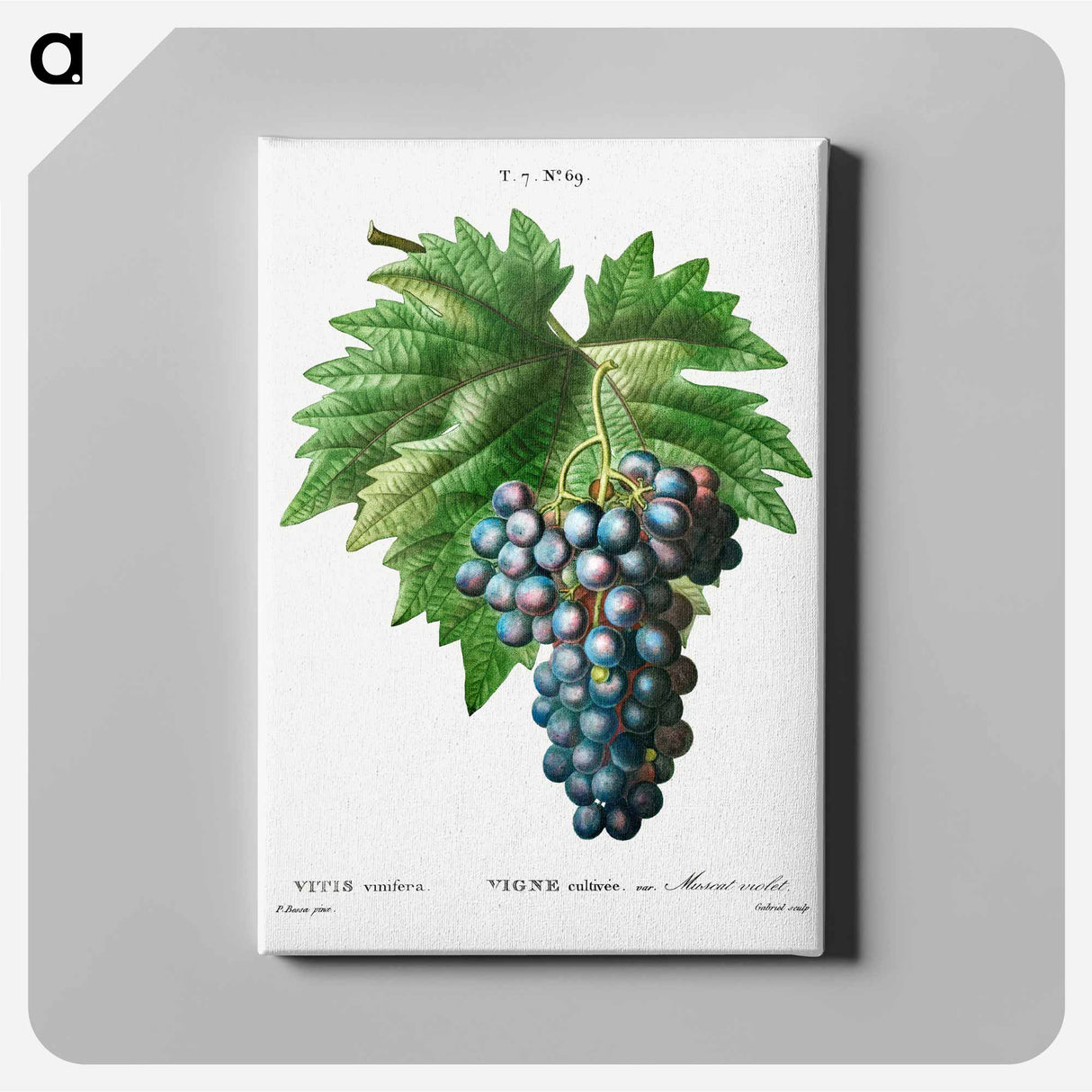 アートパネル-Vitis vinifera (Muscat violet) - ピエール ジョゼフ ルドゥーテ Canvas.
