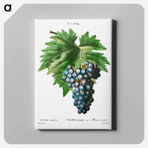 アートパネル-Vitis vinifera (Muscat violet) - ピエール ジョゼフ ルドゥーテ Canvas.