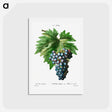 アートポストカード-Vitis vinifera (Muscat violet) - ピエール ジョゼフ ルドゥーテ Postcard.
