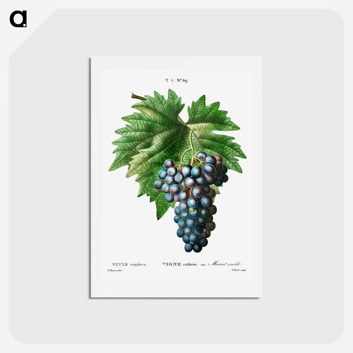 アートポストカード-Vitis vinifera (Muscat violet) - ピエール ジョゼフ ルドゥーテ Postcard.