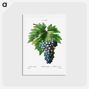 アートポストカード-Vitis vinifera (Muscat violet) - ピエール ジョゼフ ルドゥーテ Postcard.