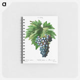 Vitis vinifera (Muscat violet) - ピエール ジョゼフ ルドゥーテ Memo.