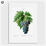 Vitis vinifera (Muscat violet) - ピエール ジョゼフ ルドゥーテ Poster.