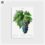 アートポストカード-Vitis vinifera (Muscat violet) - ピエール ジョゼフ ルドゥーテ Postcard.