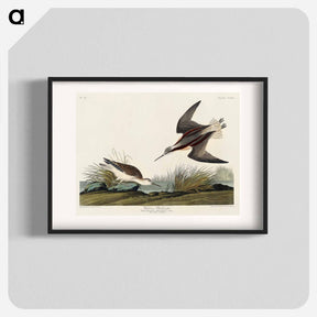 アートポスター-Wilson's Phalarope from Birds of America
 - アメリカの鳥たち Poster.