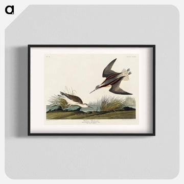 Wilson's Phalarope from Birds of America
 - アメリカの鳥たち Poster.