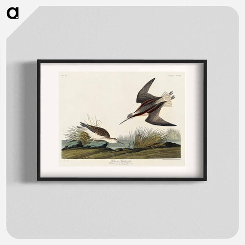 Wilson's Phalarope from Birds of America
 - アメリカの鳥たち Poster.
