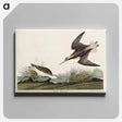 アートパネル-Wilson's Phalarope from Birds of America
 - アメリカの鳥たち Canvas.