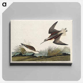 アートパネル-Wilson's Phalarope from Birds of America
 - アメリカの鳥たち Canvas.