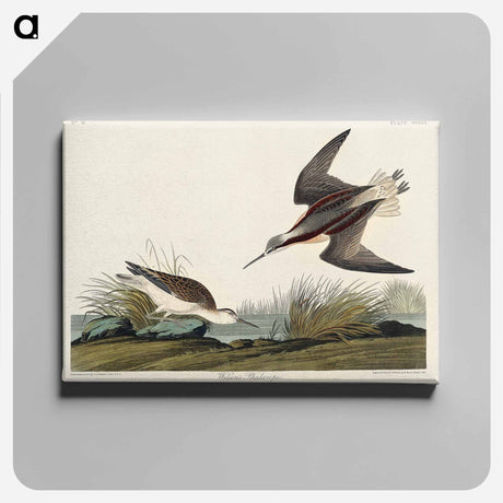 アートパネル-Wilson's Phalarope from Birds of America
 - アメリカの鳥たち Canvas.