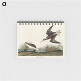 アートメモ帳-Wilson's Phalarope from Birds of America
 - アメリカの鳥たち Memo.