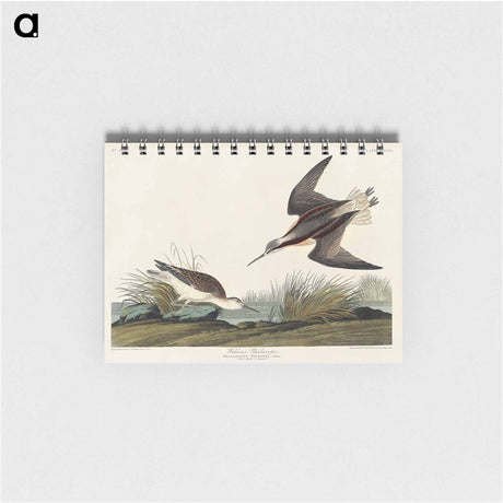 アートメモ帳-Wilson's Phalarope from Birds of America
 - アメリカの鳥たち Memo.
