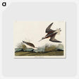 アートポストカード-Wilson's Phalarope from Birds of America
 - アメリカの鳥たち Postcard.