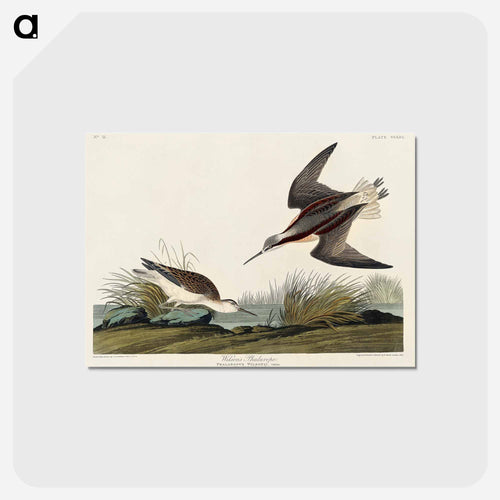 Wilson's Phalarope from Birds of America
 - アメリカの鳥たち Postcard.
