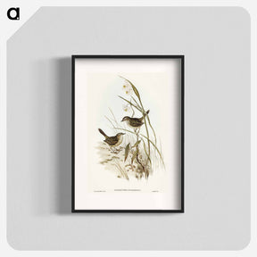 アートポスター-Striated Reed Lark
 - オーストラリアの鳥 Poster.