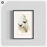 Striated Reed Lark
 - オーストラリアの鳥 Poster.