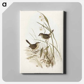 アートパネル-Striated Reed Lark
 - オーストラリアの鳥 Canvas.