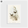 アートポストカード-Striated Reed Lark
 - オーストラリアの鳥 Postcard.