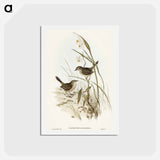 アートポストカード-Striated Reed Lark
 - オーストラリアの鳥 Postcard.