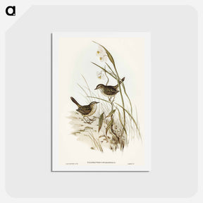 アートポストカード-Striated Reed Lark
 - オーストラリアの鳥 Postcard.