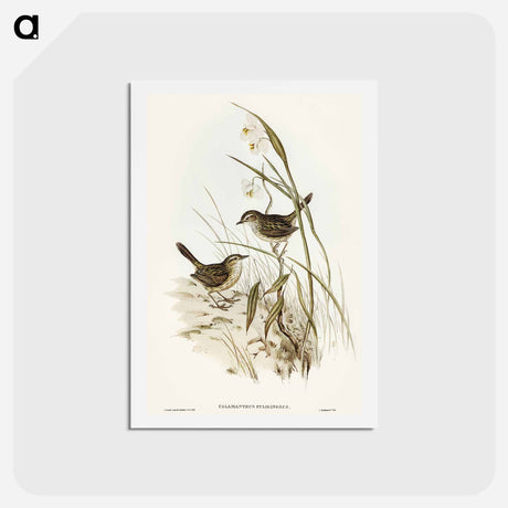 アートポストカード-Striated Reed Lark
 - オーストラリアの鳥 Postcard.