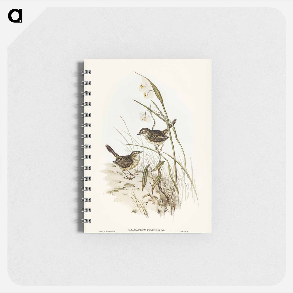 アートメモ帳-Striated Reed Lark
 - オーストラリアの鳥 Memo.
