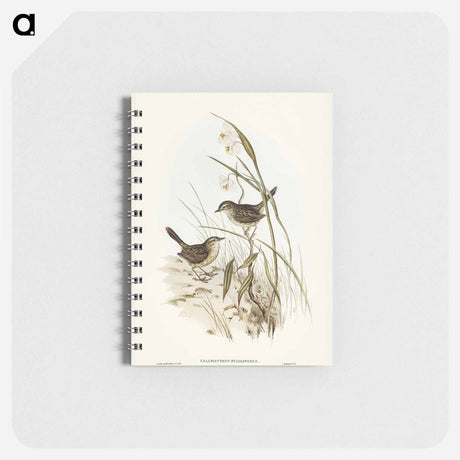 アートメモ帳-Striated Reed Lark
 - オーストラリアの鳥 Memo.