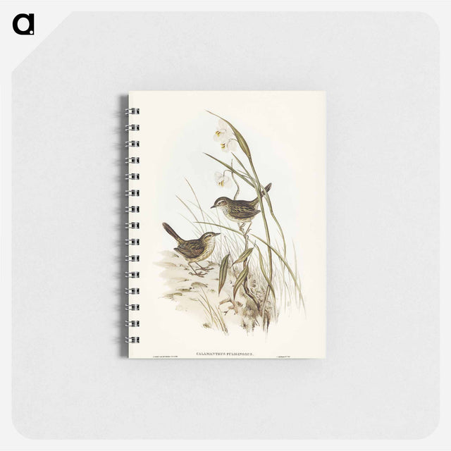 アートメモ帳-Striated Reed Lark
 - オーストラリアの鳥 Memo.