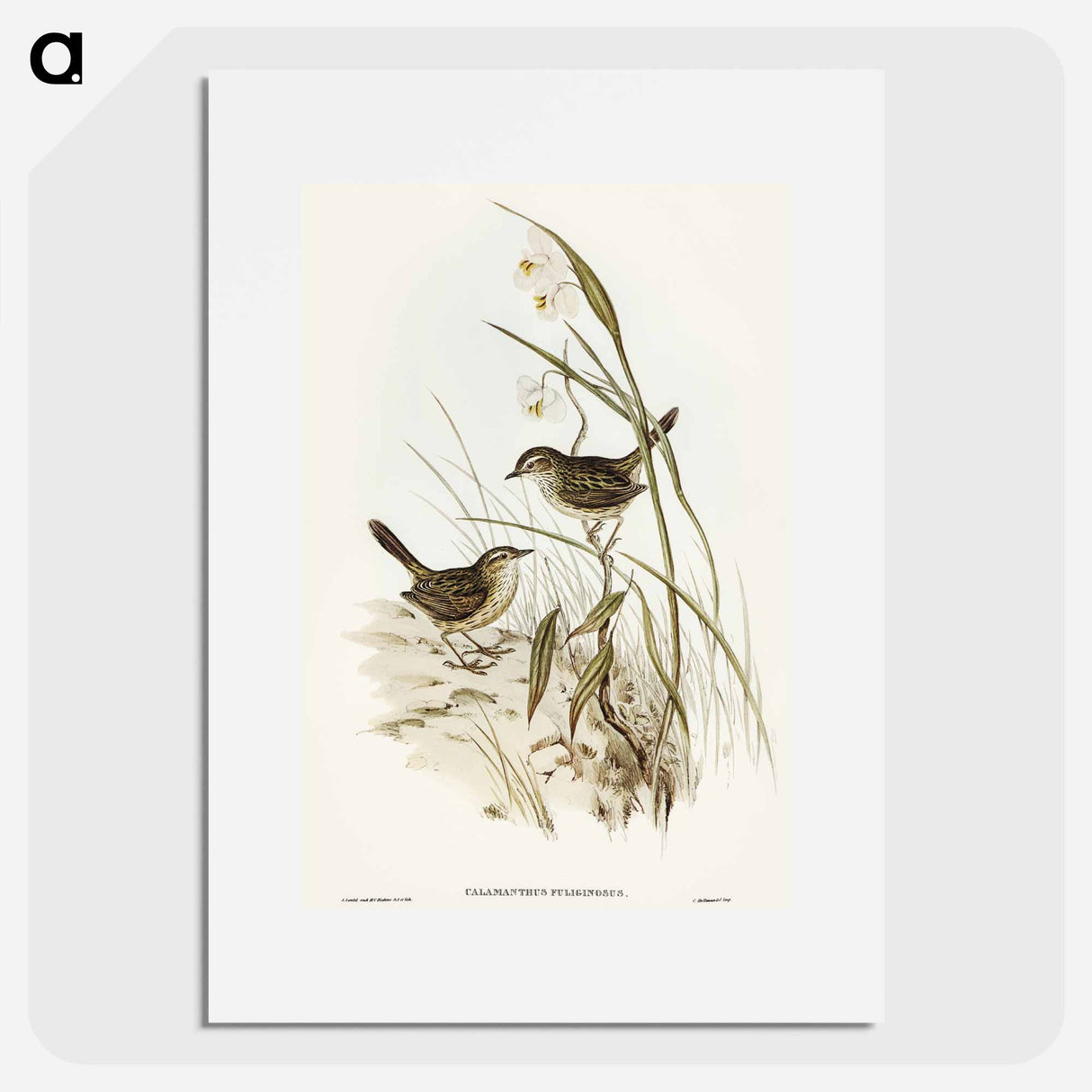 Striated Reed Lark
 - オーストラリアの鳥 Poster.