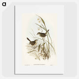 Striated Reed Lark
 - オーストラリアの鳥 Poster.