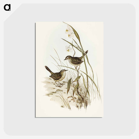 アートポストカード-Striated Reed Lark
 - オーストラリアの鳥 Postcard.
